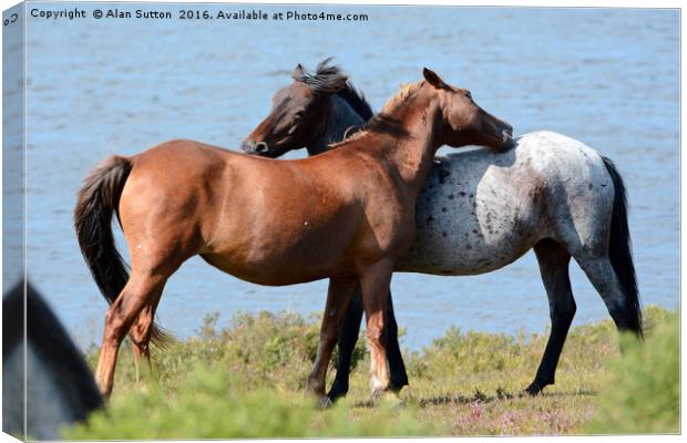 You scratch my back and I'll scratch yours ! Canvas Print by Alan Sutton