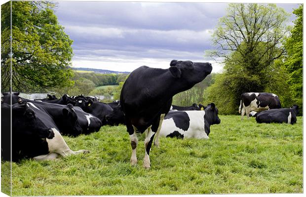Cattle in a field Canvas Print by A B
