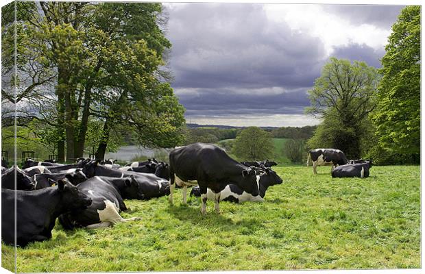 Cattle in a field Canvas Print by A B