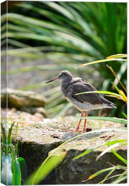 Spotted Redshank Canvas Print by Levente Baroczi