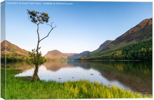 Loan Tree at Buttermere Canvas Print by bryan hynd
