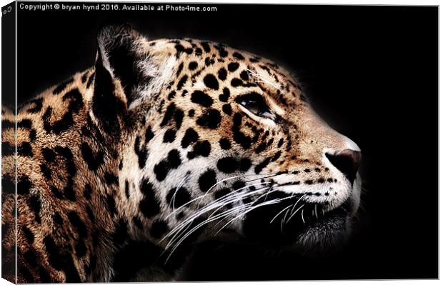  Jaguar Profile 1 Canvas Print by bryan hynd