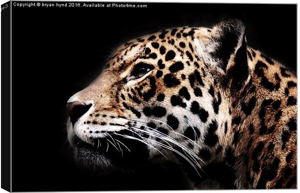  Jaguar Profile 2 Canvas Print by bryan hynd