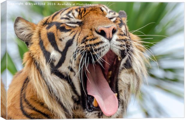 Sleepy Tiger Canvas Print by bryan hynd