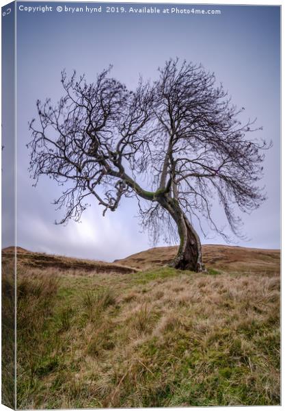 Frandy Tree Glen Devon Canvas Print by bryan hynd