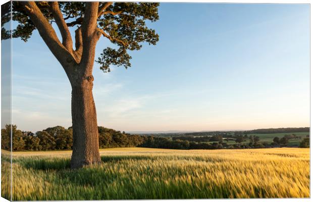 Golden Hour of Shropshire Canvas Print by Dan Kemsley