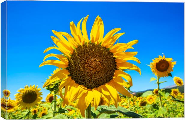 Sunflowers Canvas Print by Perry Johnson