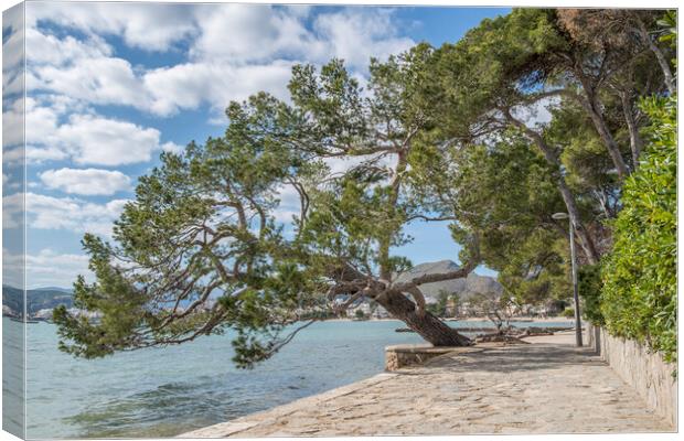 The Pine Walk Canvas Print by Perry Johnson