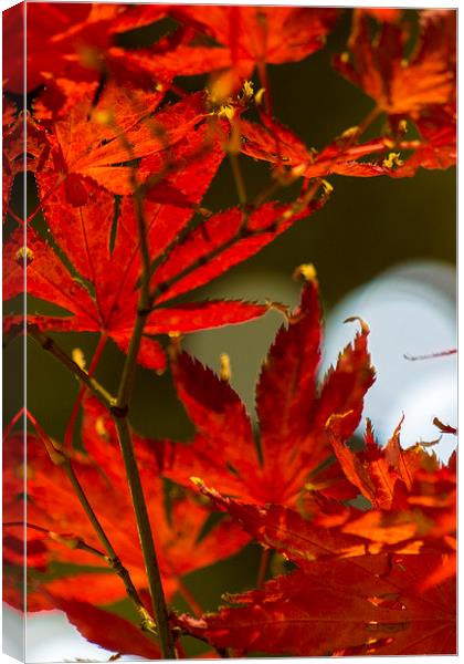 Red leaf Canvas Print by Steven Dunn-Sims