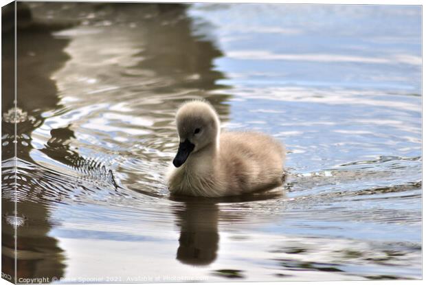 Young cygnet just a few days old Canvas Print by Rosie Spooner