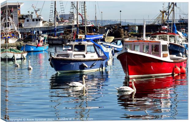 Boats and swans at Brixham Harbour Canvas Print by Rosie Spooner