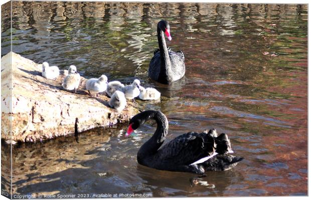 Black swans and cygnets Canvas Print by Rosie Spooner