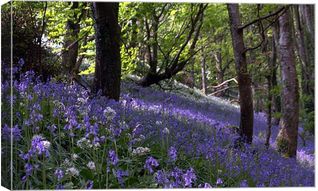 Bluebells on a hill Canvas Print by Rosie Spooner