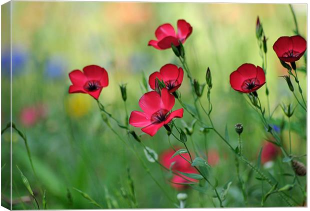 Red Flax in a Meadow Canvas Print by Rosie Spooner