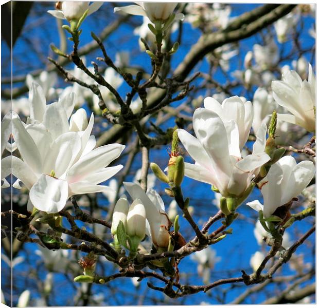 Magnolia in the sunshine Canvas Print by Rosie Spooner