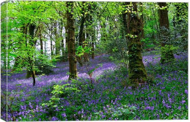 Bluebells Woods near Denbury Devon Canvas Print by Rosie Spooner