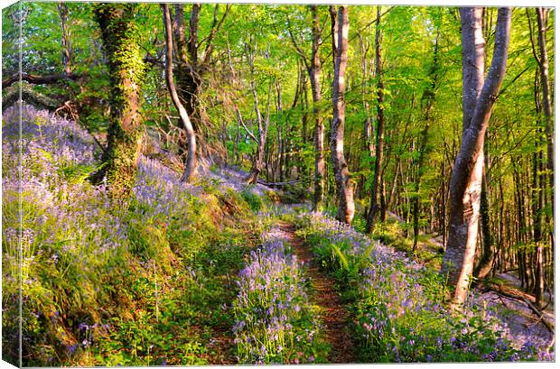 Path through the Bluebell Woods Canvas Print by Rosie Spooner
