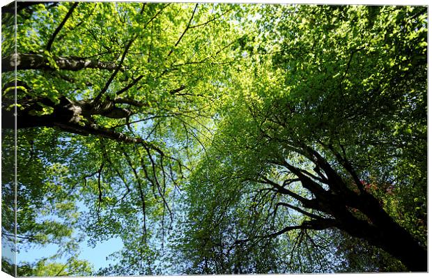 Looking up at the trees Canvas Print by Rosie Spooner