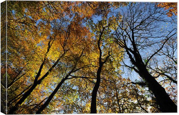 Looking up at the autumn trees Canvas Print by Rosie Spooner