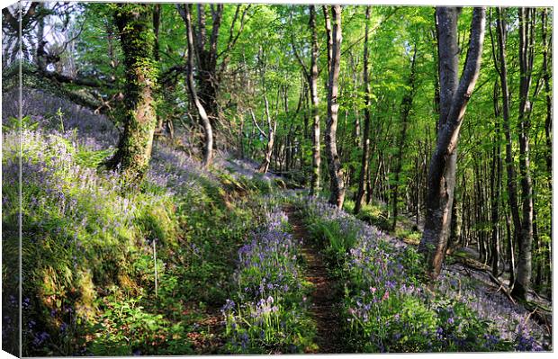 Walkway through the Bluebell Woods 2 Canvas Print by Rosie Spooner