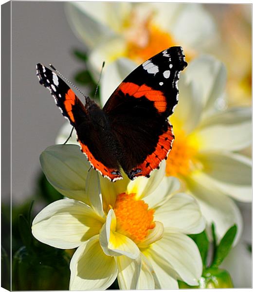  Red Admiral Butterfly on Flower Canvas Print by Rosie Spooner