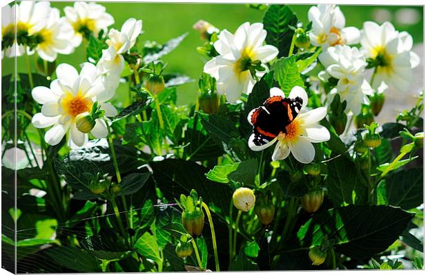  Red Admiral Butterfly on Flowers in the sunshine Canvas Print by Rosie Spooner