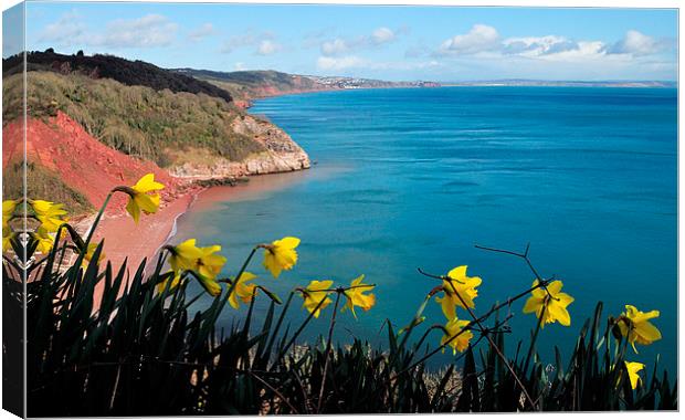 Turquoise sea and daffodils at Babbacombe Torquay Canvas Print by Rosie Spooner