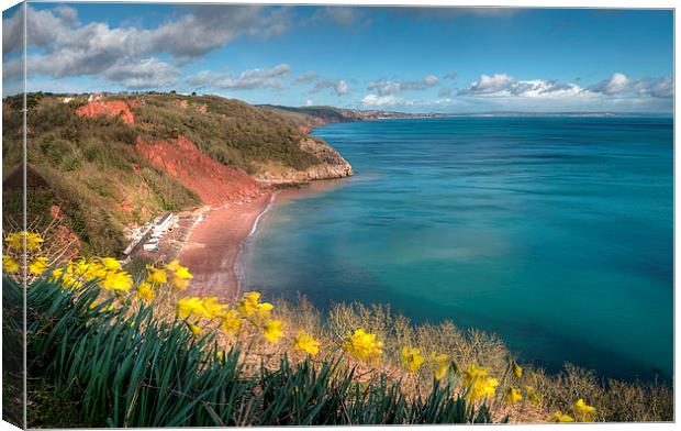  Daffodils on Babbacombe Downs Torquay Canvas Print by Rosie Spooner