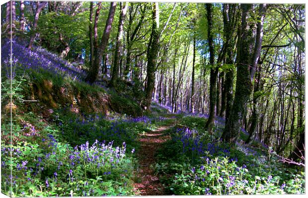  Pathway through the Bluebell Woods Canvas Print by Rosie Spooner