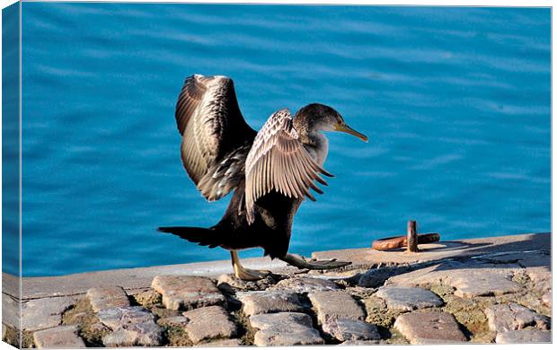Young Cormorant drying off after a swim Canvas Print by Rosie Spooner