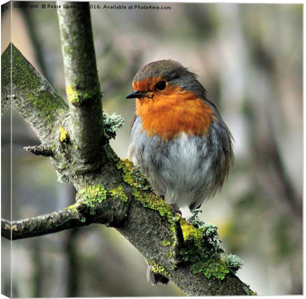 Robin on a branch with lichen Canvas Print by Rosie Spooner