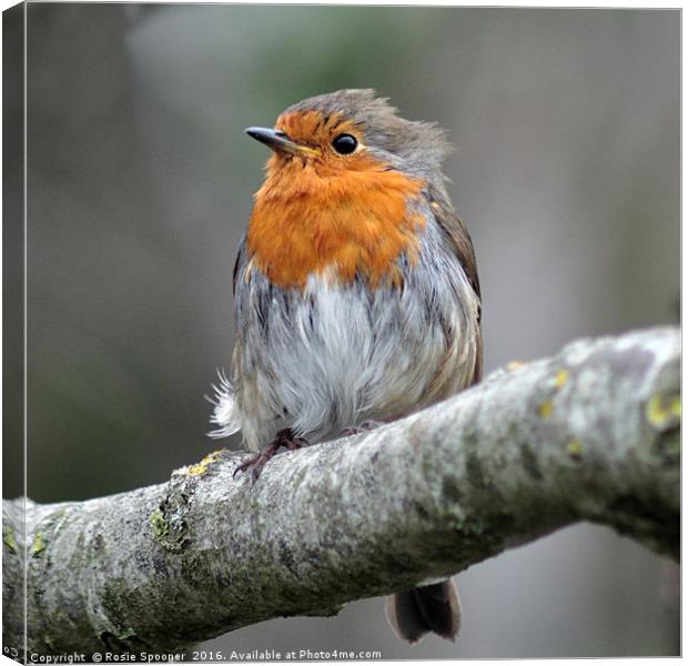 Robin with ruffled feathers on a windy day  Canvas Print by Rosie Spooner