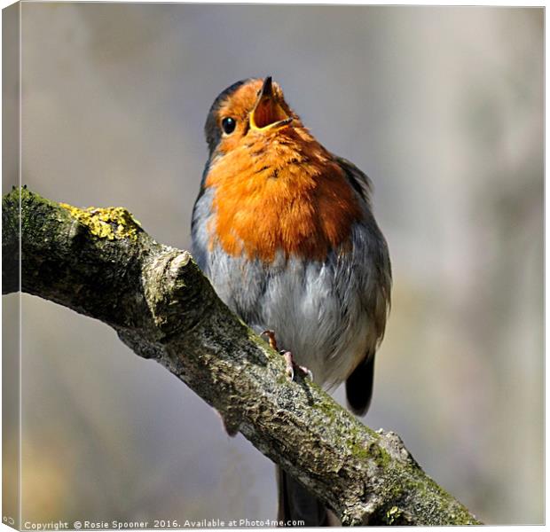 Robin singing on a sunny day Canvas Print by Rosie Spooner