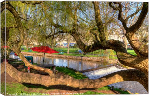 Twisted tree by Dawlish brook early morning Canvas Print by Rosie Spooner