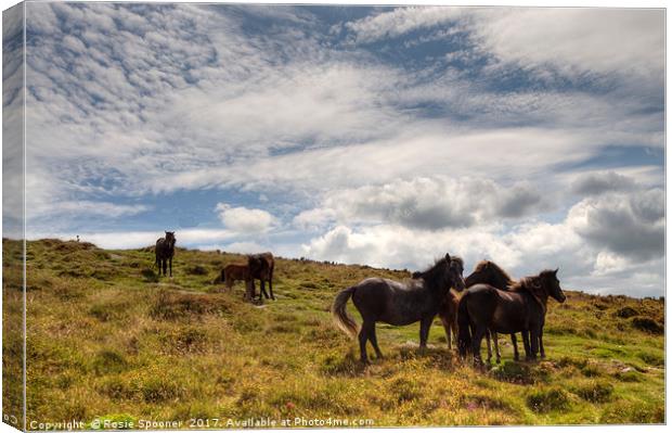 Ponies on Dartmoor Canvas Print by Rosie Spooner