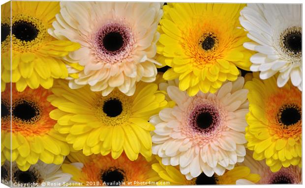 Colourful gerbera daisies  Canvas Print by Rosie Spooner