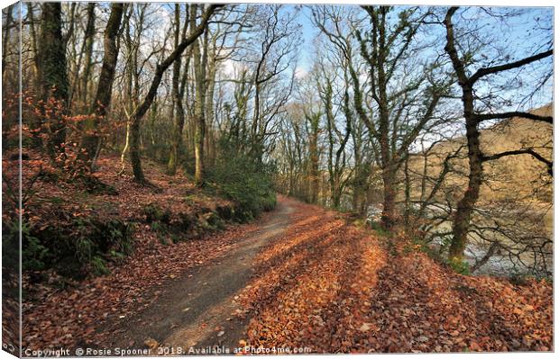 Autumn at Kilminorth Woods in Looe Cornwall Canvas Print by Rosie Spooner