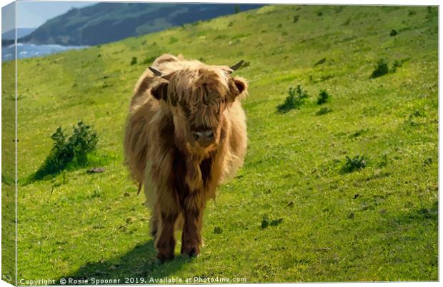Young Highland Cow Canvas Print by Rosie Spooner
