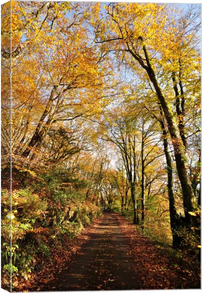 Kilminorth Woods in autumn at Looe in Cornwall Canvas Print by Rosie Spooner