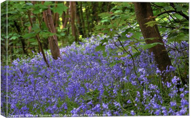 Bluebells in Devon Canvas Print by Rosie Spooner