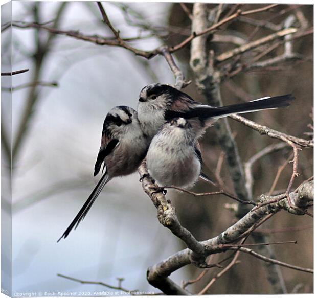 Long Tailed Tits on a Winter's Day Canvas Print by Rosie Spooner