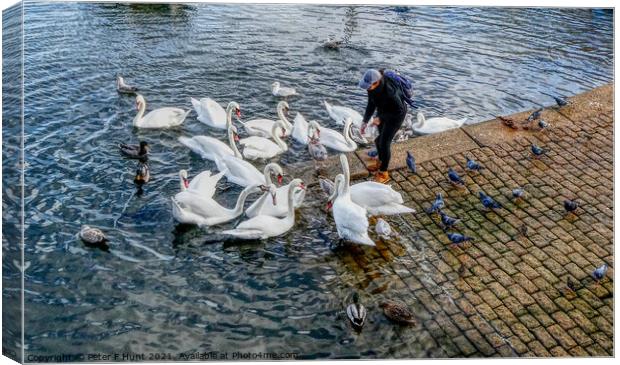 Feeding The Brixham Swans  Canvas Print by Peter F Hunt