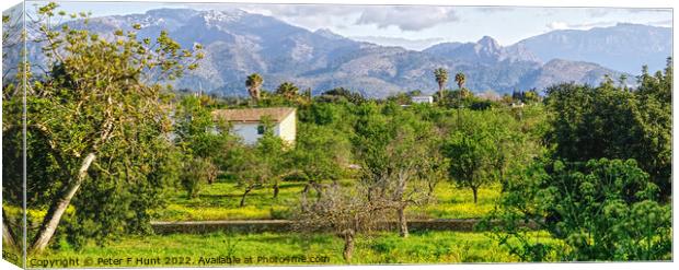 The Countryside Of Mallorca Canvas Print by Peter F Hunt