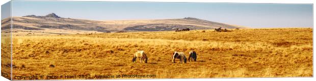 A March Day On Dartmoor Canvas Print by Peter F Hunt