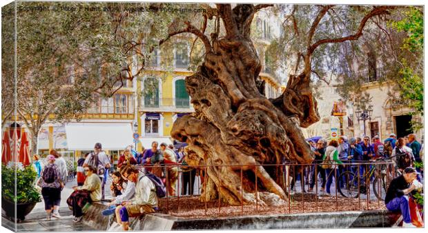 Palma Mallorca The Old Olive Tree Canvas Print by Peter F Hunt