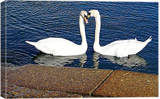 Brixham Two Swans Canvas Print by Peter F Hunt