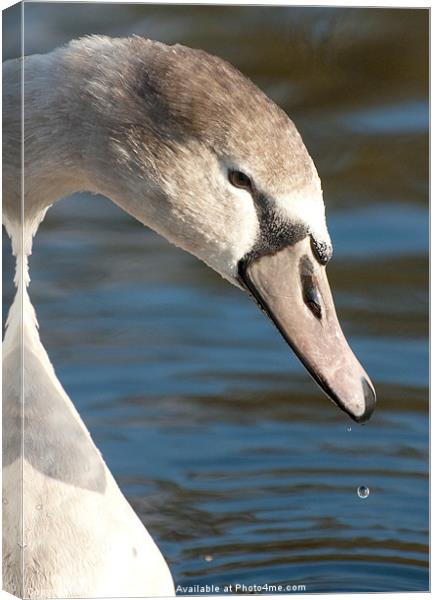 cygnet drinking from pool Canvas Print by Lloyd Fudge