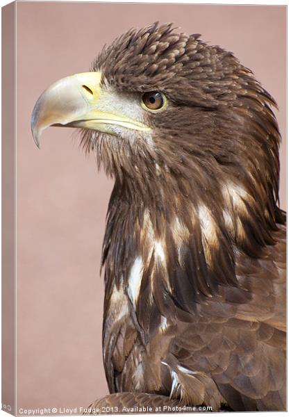 profile of sea eagle Canvas Print by Lloyd Fudge