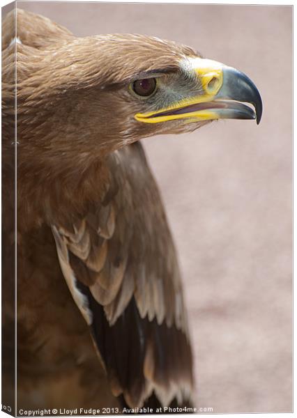 Golden Eagle about to take off Canvas Print by Lloyd Fudge