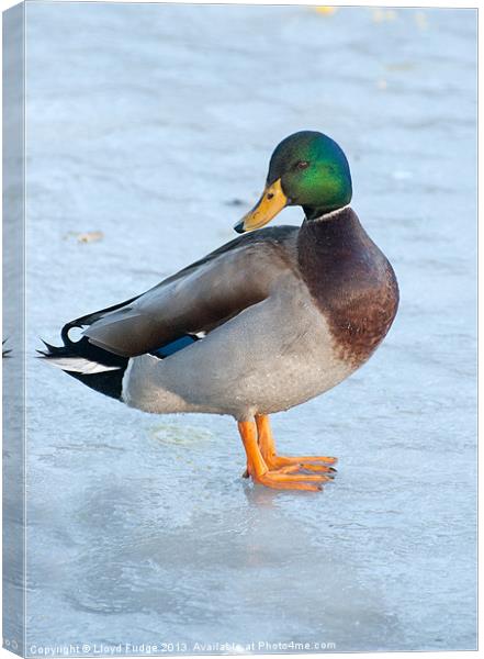 male mallard duck standing on frozen pond Canvas Print by Lloyd Fudge